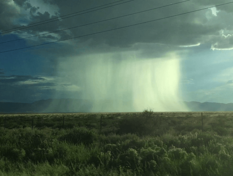 Tina Havelock Stevens